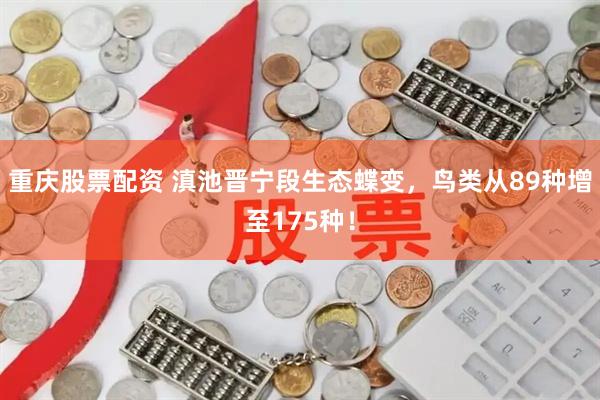 重庆股票配资 滇池晋宁段生态蝶变，鸟类从89种增至175种！